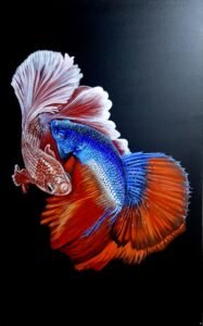 18_Betta_Fish