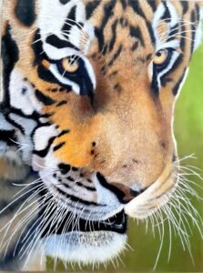 19_Tiger_Closeup_Alternate