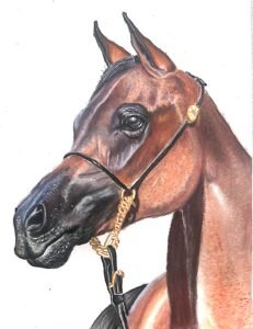 15_Arabian_Horse_Portrait